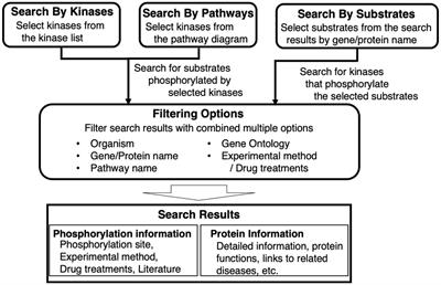 KANPHOS: Kinase-associated neural phospho-signaling database for data-driven research